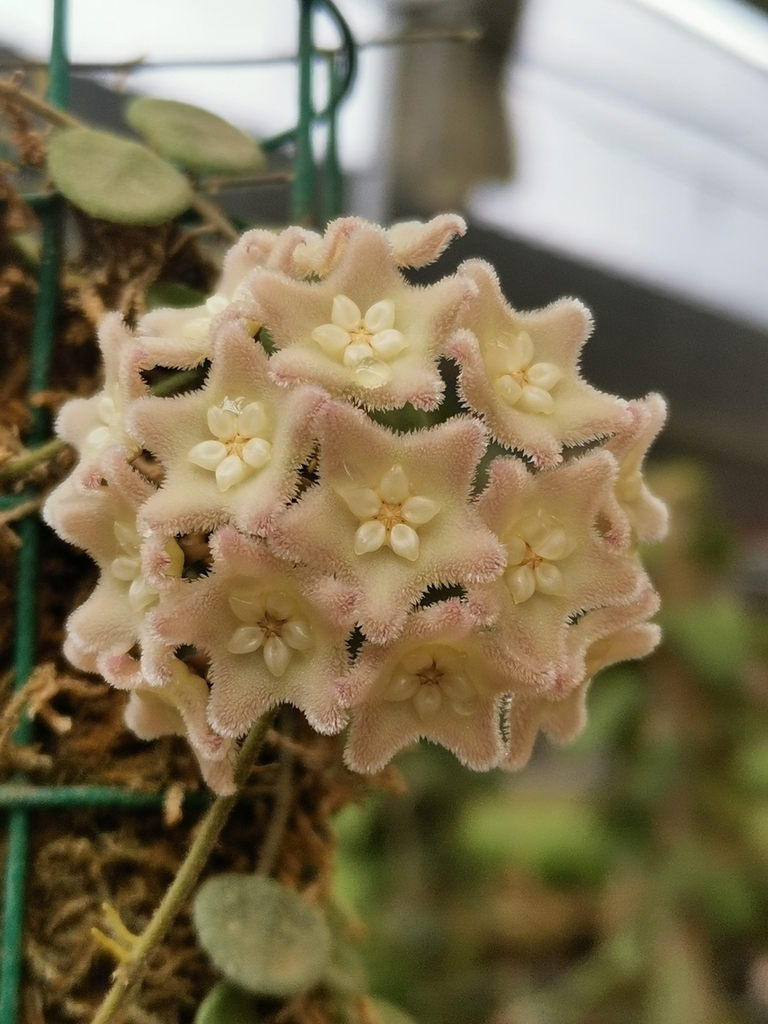 Hoya serpens