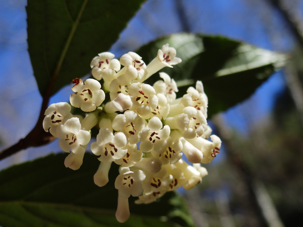 Taitung viburnum