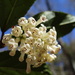 Viburnum taitoense - Photo no hay derechos reservados, subido por 葉子