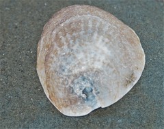 Pododesmus macrochisma