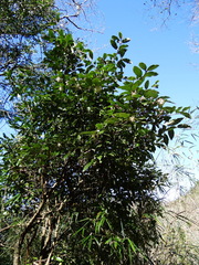 Viburnum taitoense