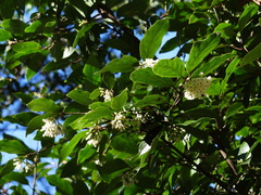 Viburnum taitoense