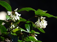 Viburnum taitoense