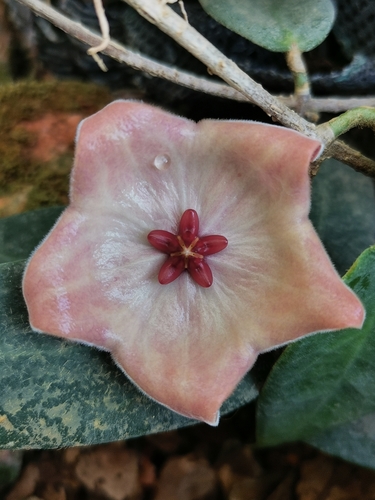 Hoya patella Schltr. 4