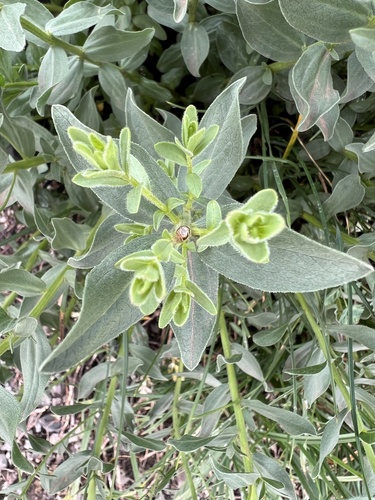 Image of Doellingeria paucicapitata by no rights reserved