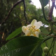 Passiflora arborea