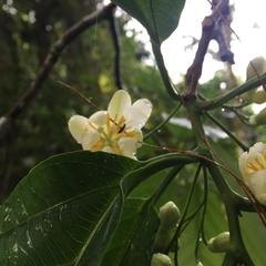Passiflora arborea