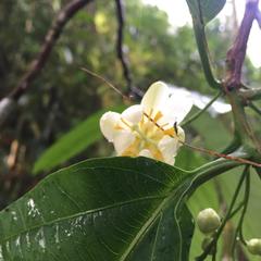 Passiflora arborea