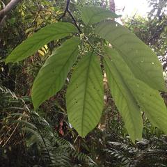 Passiflora arborea