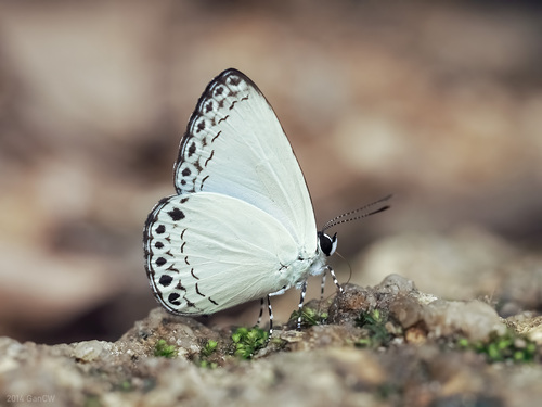 Felder's Hedge Blue