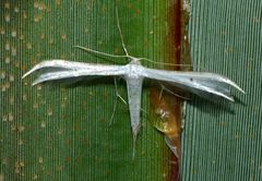 Pterophorus monospilalis