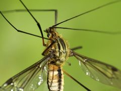 Leptotarsus vulpinus