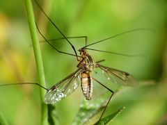 Leptotarsus vulpinus
