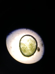 Charophyta