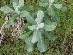 Hazardia detonsa