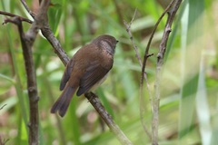 Brown Gerygone photo 2