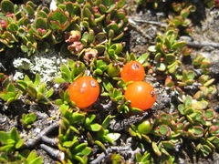 Coprosma perpusilla perpusilla
