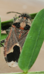 Melanotelus villosulus