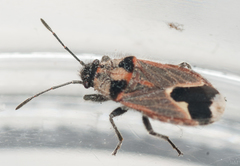 Melanotelus villosulus