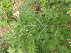 Solanum grayi