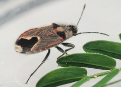 Melanotelus villosulus