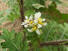 Solanum grayi