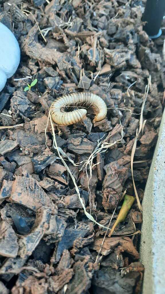 Round Backed Millipedes In August By Brunswick Nc Ecoexplore Username Lp Inaturalist