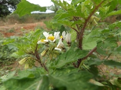 Solanum grayi
