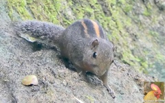 Layard's Palm Squirrel photo 5