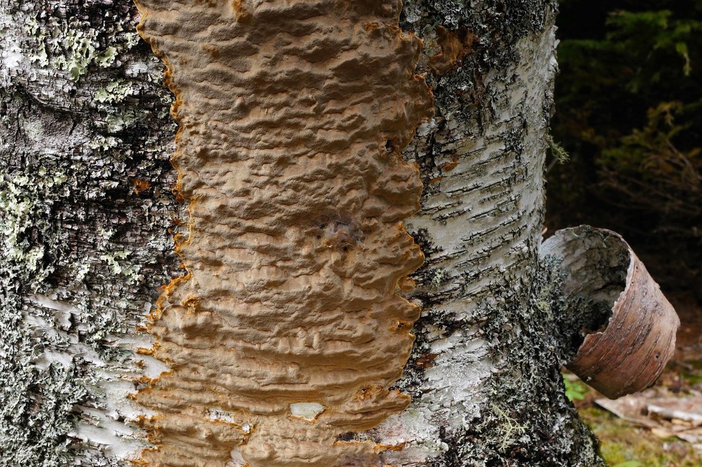 Phellinus betulinus