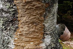 Phellinus betulinus