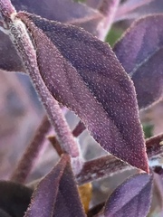 Ouret sanguinolenta