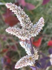 Ouret sanguinolenta