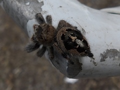 Phidippus maddisoni