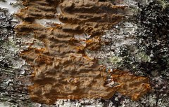 Phellinus betulinus