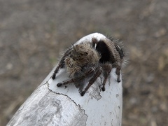 Phidippus maddisoni