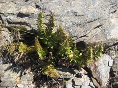 Polystichum cystostegium