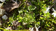 Euphrasia cockayneana