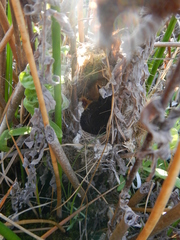 Cisticola tinniens