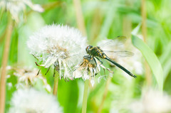 Somatochlora arctica