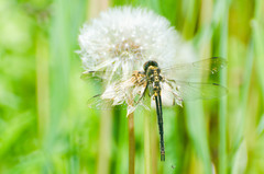 Somatochlora arctica