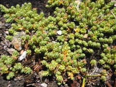 Kelleria paludosa