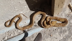 Trimorphodon paucimaculatus