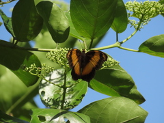 Yoma sabina