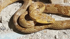 Trimorphodon paucimaculatus