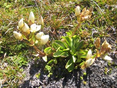 Gentianella bellidifolia
