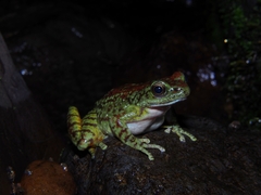Mouping Sucker Frog photo 2
