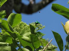 Ischiopsopha wallacei