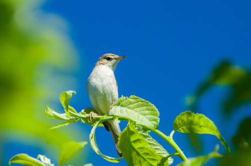 Booted Warbler