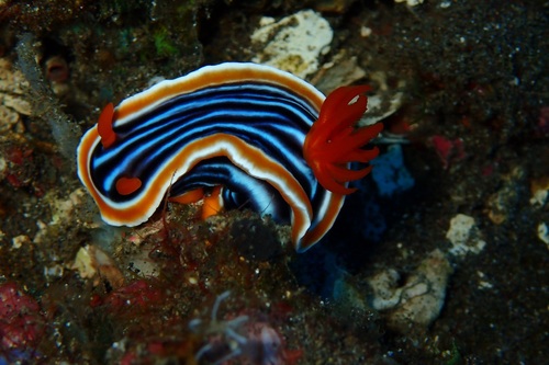 Magnificent Chromodoris — seen at this dive site